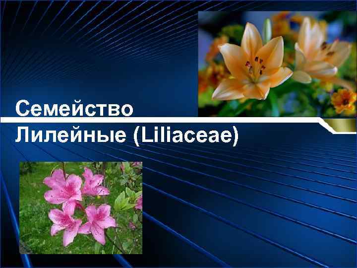 Семейство Лилейные (Liliaceae) 