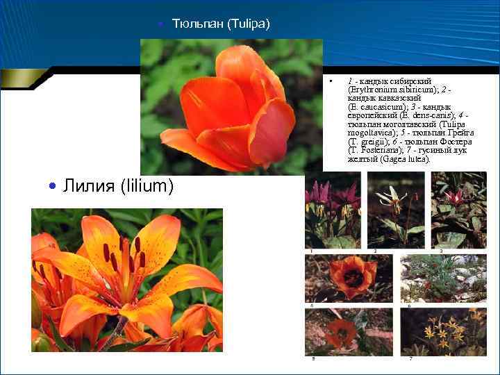  Тюльпан (Tulipa) • Лилия (lilium) 1 - кандык сибирский (Erythronium sibiricum); 2 -