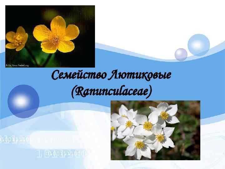 Семейство Лютиковые (Ranunculaceae) 