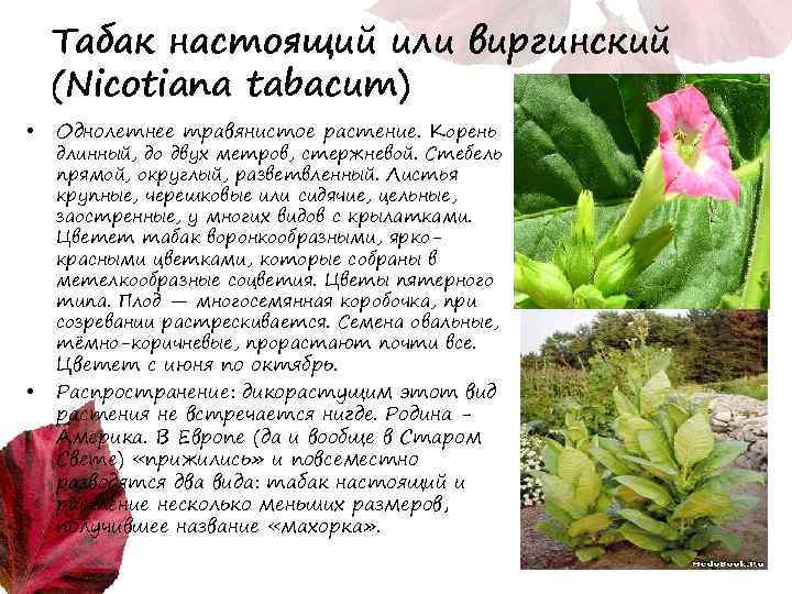 Табак настоящий или виргинский (Nicotiana tabacum) • • Однолетнее травянистое растение. Корень длинный, до