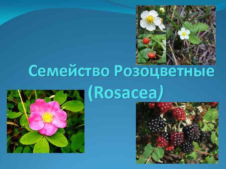 Семейство Розоцветные (Rosacea) 