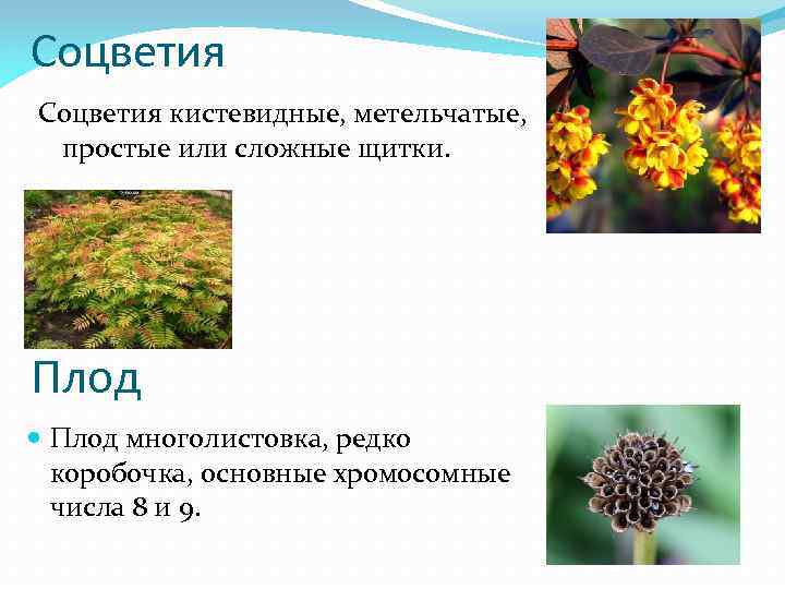 Соцветия кистевидные, метельчатые, простые или сложные щитки. Плод многолистовка, редко коробочка, основные хромосомные числа