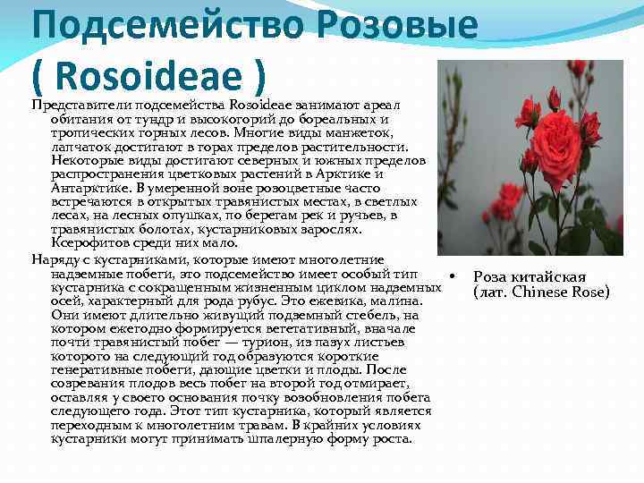 Подсемейство Розовые ( Rosoideae ) Представители подсемейства Rosoideae занимают ареал обитания от тундр и