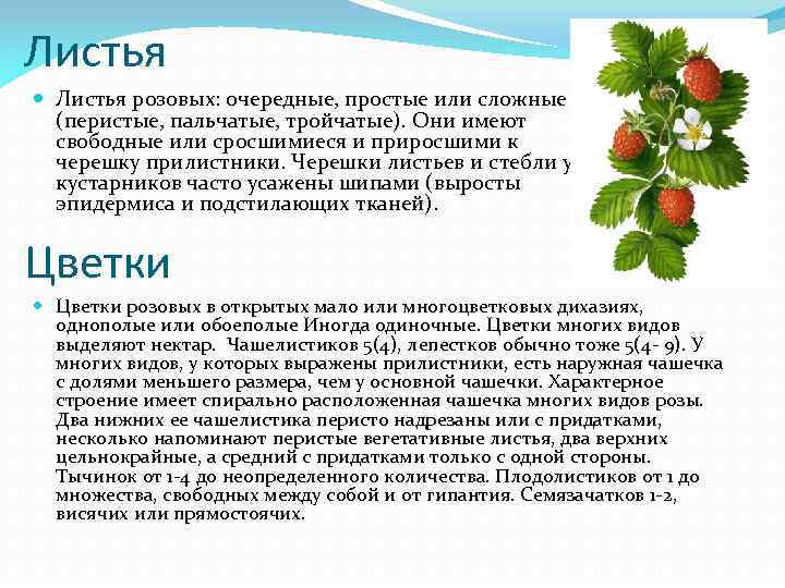Листья розовых: очередные, простые или сложные (перистые, пальчатые, тройчатые). Они имеют свободные или сросшимиеся
