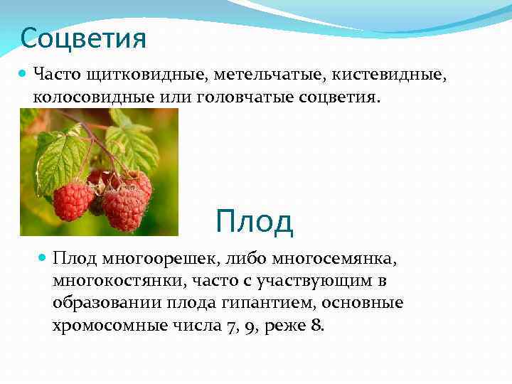 Соцветия Часто щитковидные, метельчатые, кистевидные, колосовидные или головчатые соцветия. Плод многоорешек, либо многосемянка, многокостянки,