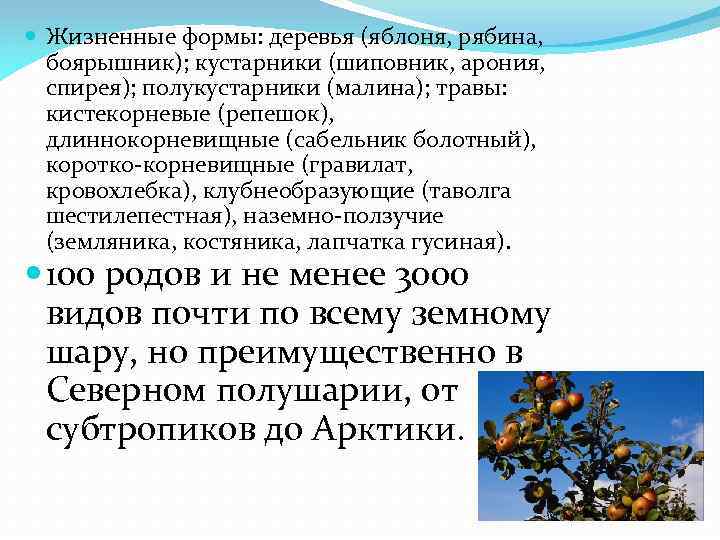  Жизненные формы: деревья (яблоня, рябина, боярышник); кустарники (шиповник, арония, спирея); полукустарники (малина); травы: