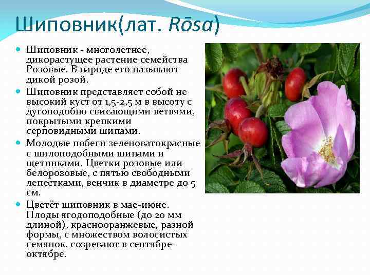Шиповник(лат. Rōsa) Шиповник - многолетнее, дикорастущее растение семейства Розовые. В народе его называют дикой