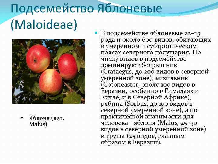 Подсемейство Яблоневые (Maloideae) В подсемействе яблоневые 22– 23 • Яблоня (лат. Malus) рода и