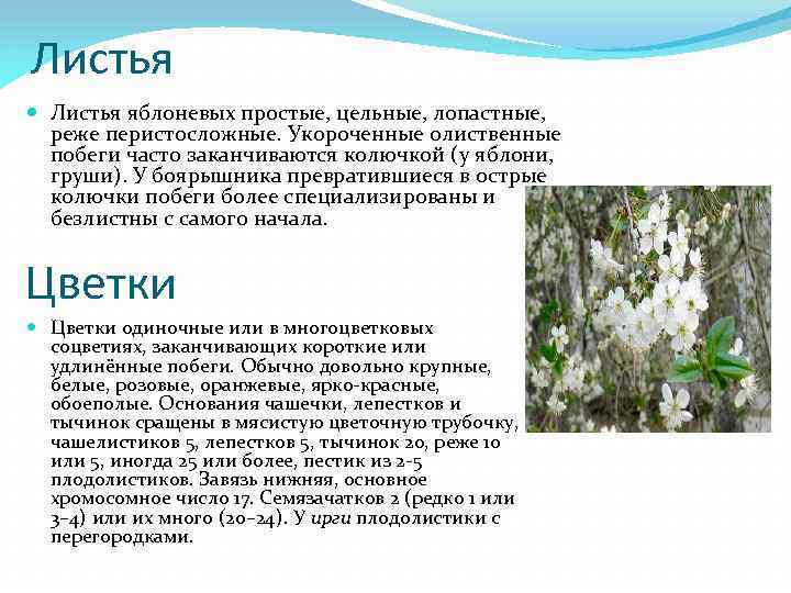 Листья яблоневых простые, цельные, лопастные, реже перистосложные. Укороченные олиственные побеги часто заканчиваются колючкой (у