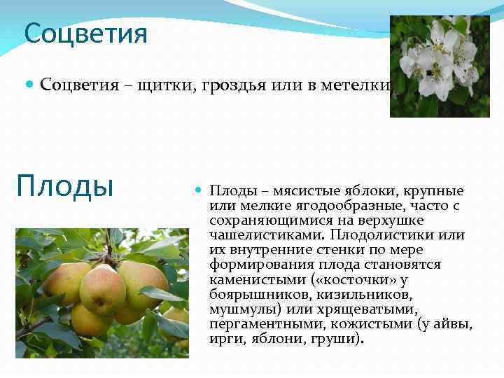 Соцветия – щитки, гроздья или в метелки Плоды – мясистые яблоки, крупные или мелкие