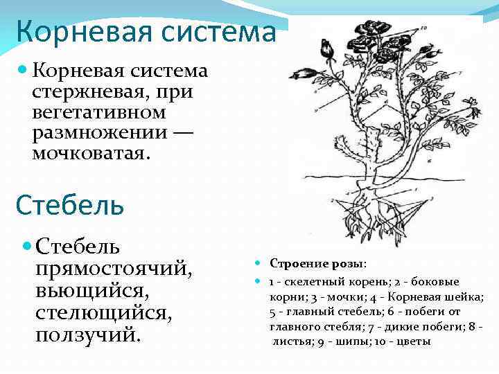 Корневая система стержневая, при вегетативном размножении — мочковатая. Стебель прямостоячий, вьющийся, стелющийся, ползучий. Строение