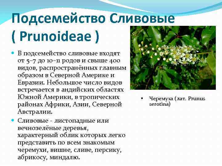 Подсемейство Сливовые ( Prunoideae ) В подсемейство сливовые входят от 5– 7 до 10–