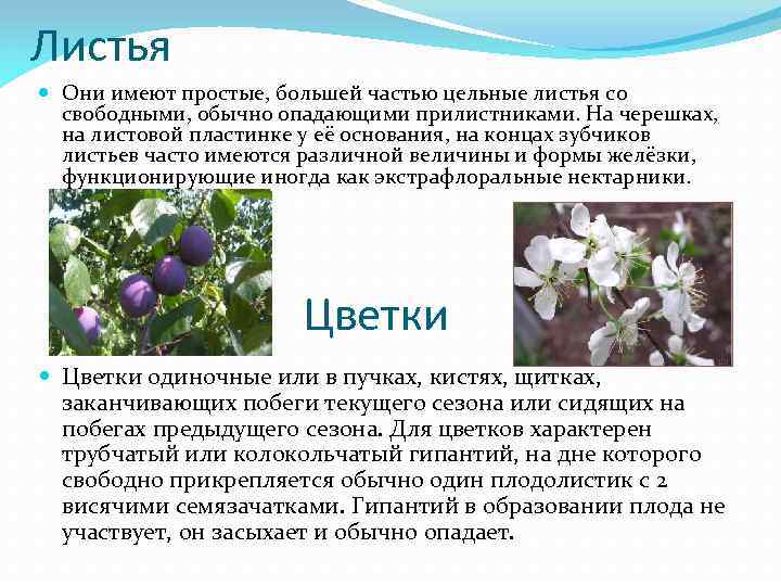 Листья Они имеют простые, большей частью цельные листья со свободными, обычно опадающими прилистниками. На