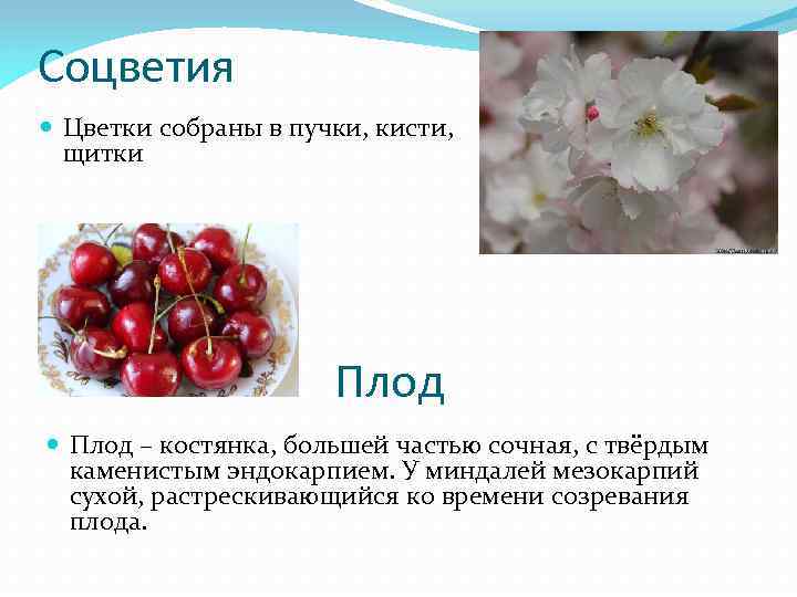 Соцветия Цветки собраны в пучки, кисти, щитки Плод – костянка, большей частью сочная, с