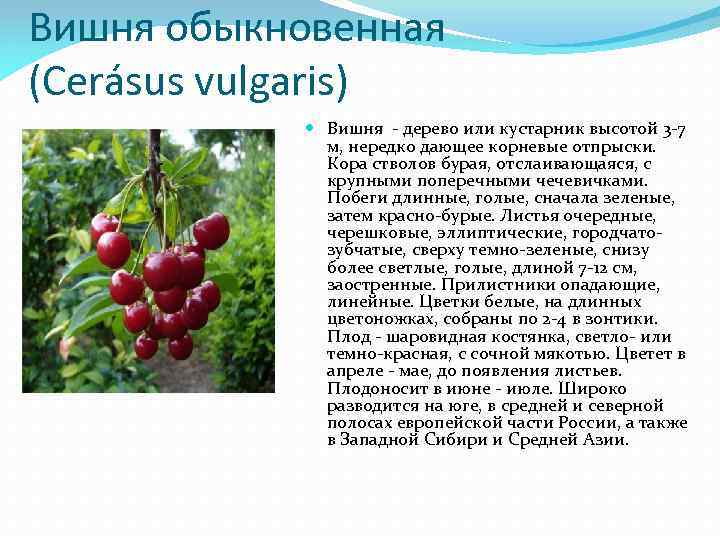 Вишня обыкновенная (Cerásus vulgaris) Вишня - дерево или кустарник высотой 3 -7 м, нередко