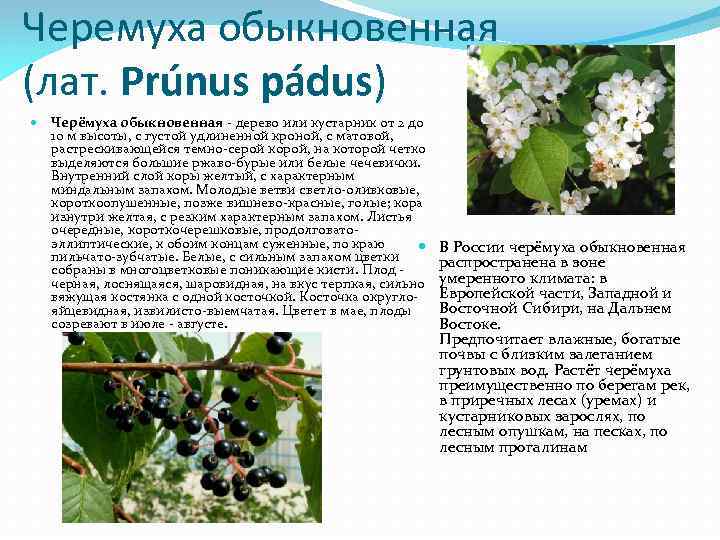 Черемуха обыкновенная (лат. Prúnus pádus) Черёмуха обыкновенная - дерево или кустарник от 2 до