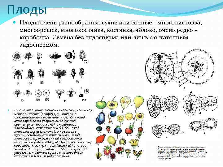 Плоды очень разнообразны: сухие или сочные - многолистовка, многоорешек, многокостянка, яблоко, очень редко –