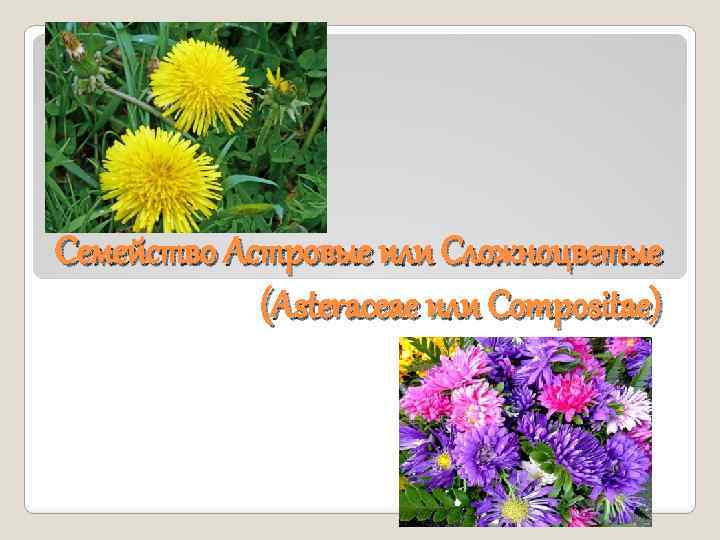 Семейство Астровые или Сложноцветые (Asteraceae или Compositae) 