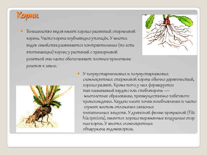 Корни Большинство видов имеет хорошо развитый стержневой корень. Часто корень клубневидно утолщён. У многих