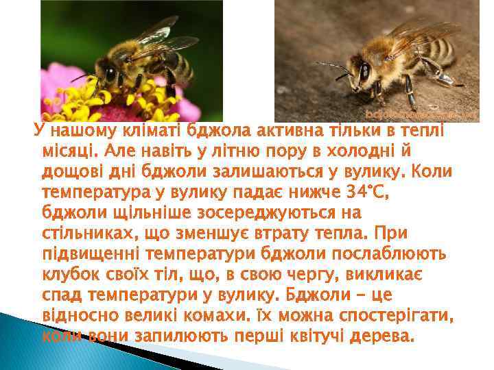  У нашому кліматі бджола активна тільки в теплі місяці. Але навіть у літню