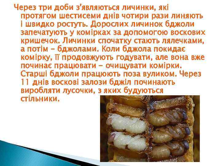 Через три доби з'являються личинки, які протягом шестисеми днів чотири рази линяють і швидко