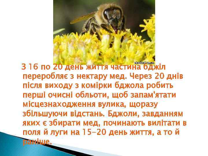  З 16 по 20 день життя частина бджіл переробляє з нектару мед. Через