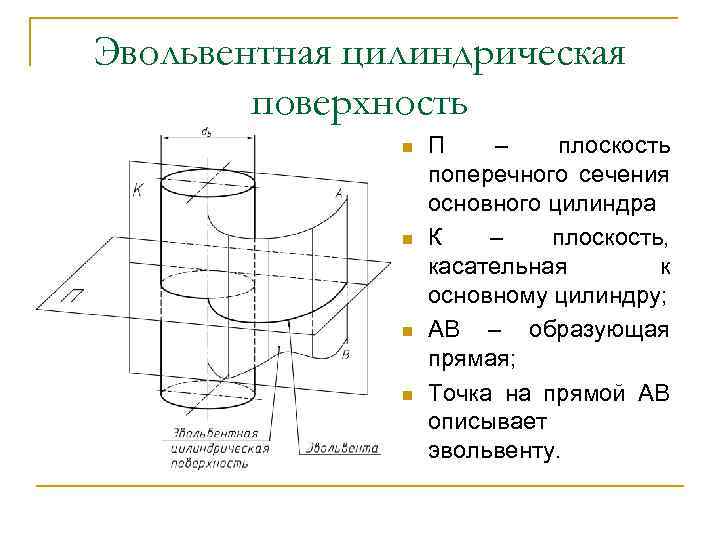 Эвольвентная цилиндрическая поверхность n n П – плоскость поперечного сечения основного цилиндра К –