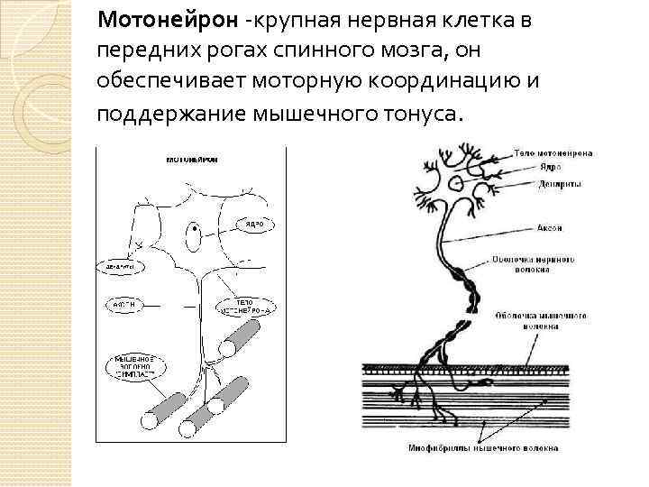 Мотонейрон -крупная нервная клетка в передних рогах спинного мозга, он обеспечивает моторную координацию и