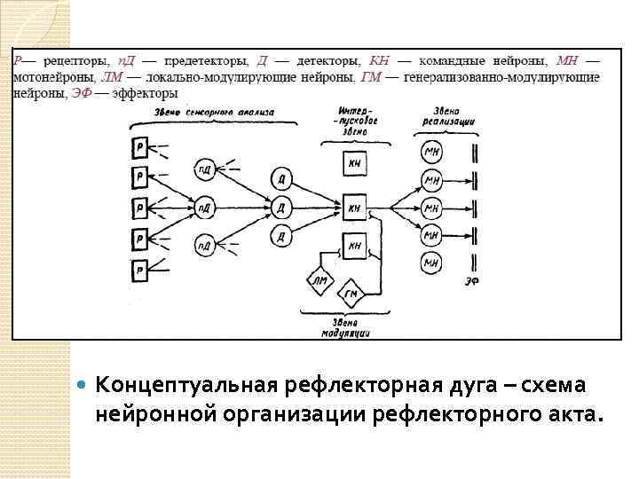  Концептуальная рефлекторная дуга – схема нейронной организации рефлекторного акта. 