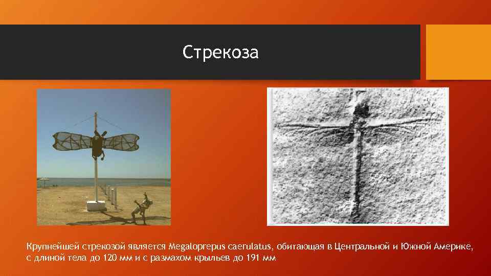 Стрекоза Крупнейшей стрекозой является Megaloprepus caerulatus, обитающая в Центральной и Южной Америке, с длиной