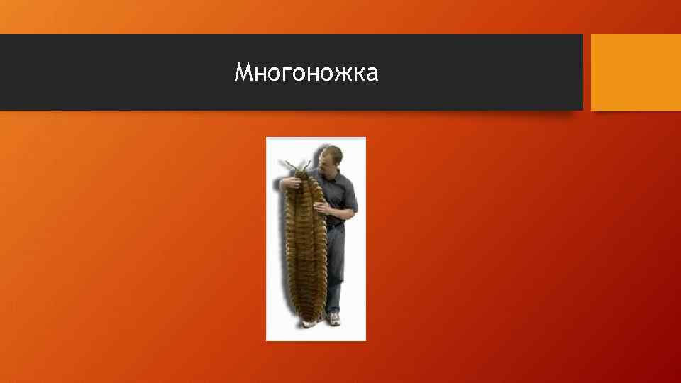 Многоножка 