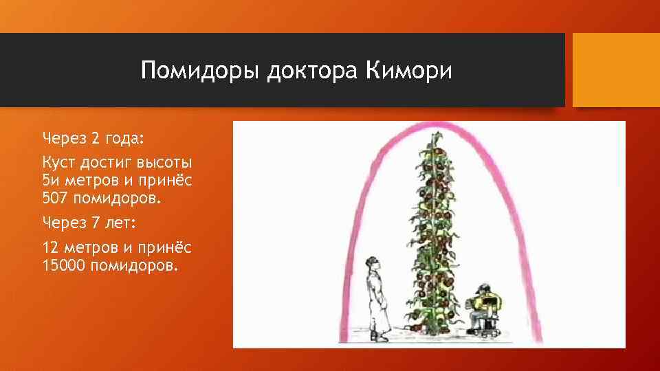 Помидоры доктора Кимори Через 2 года: Куст достиг высоты 5 и метров и принёс
