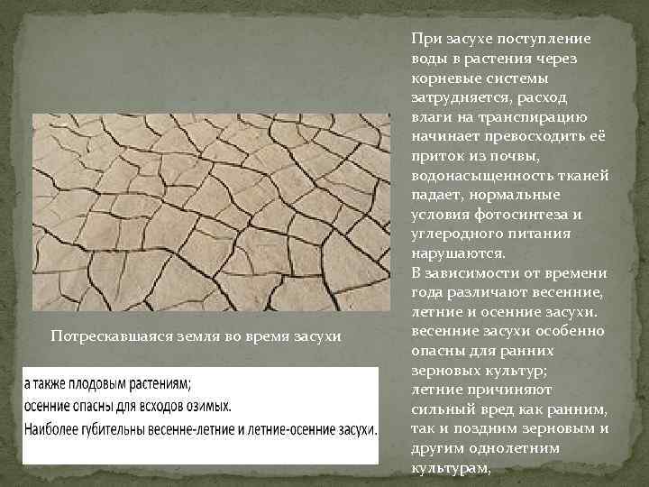 Потрескавшаяся земля во время засухи При засухе поступление воды в растения через корневые системы