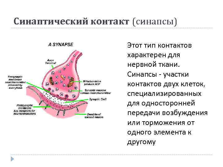 Синаптический контакт (синапсы) Этот тип контактов характерен для нервной ткани. Синапсы - участки контактов