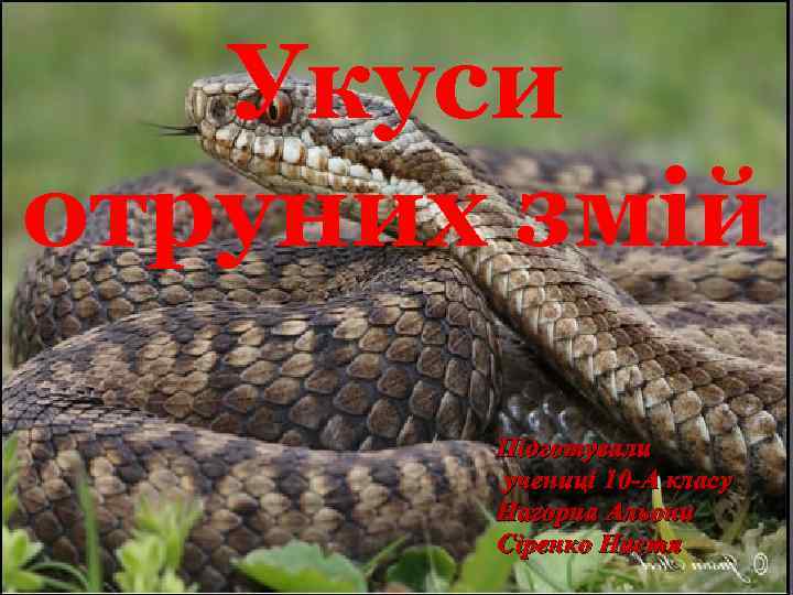 Укуси отруних змій Підготували учениці 10 -А класу Нагорна Альони Сіренко Настя 