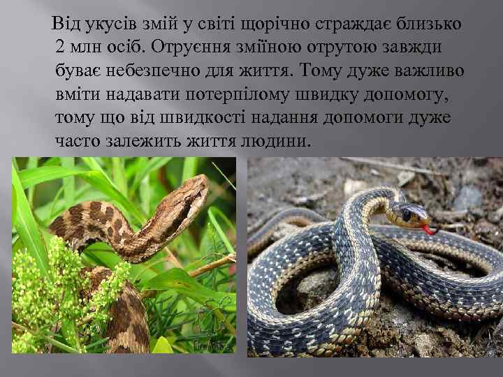 Від укусів змій у світі щорічно страждає близько 2 млн осіб. Отруєння зміїною отрутою