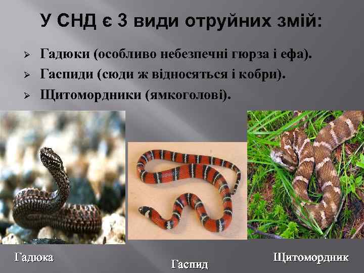 У СНД є 3 види отруйних змій: Ø Ø Ø Гадюки (особливо небезпечні гюрза