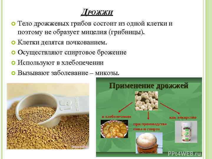 ДРОЖЖИ Тело дрожжевых грибов состоит из одной клетки и поэтому не образует мицелия (грибницы).