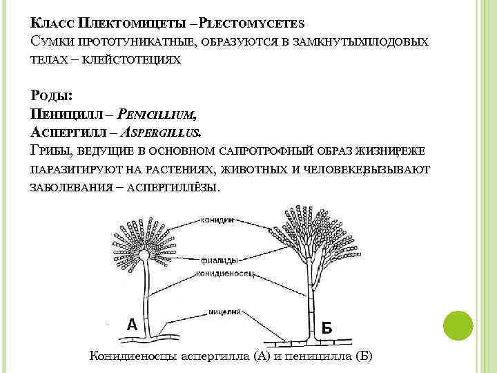 КЛАСС ПЛЕКТОМИЦЕТЫ –PLECTOMYCETES СУМКИ ПРОТОТУНИКАТНЫЕ, ОБРАЗУЮТСЯ В ЗАМКНУТЫХПЛОДОВЫХ ТЕЛАХ – КЛЕЙСТОТЕЦИЯХ. РОДЫ: ПЕНИЦИЛЛ –