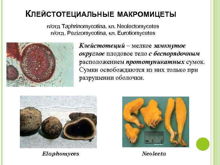 КЛЕЙСТОТЕЦИАЛЬНЫЕ МАКРОМИЦЕТЫ п/отд Taphrinomycotina, кл. Neolectomycetes п/отд. Pezizomycotina, кл. Eurotiomycetes Клейстотеций – мелкое замкнутое