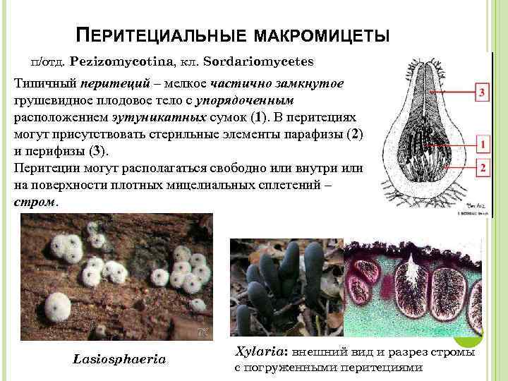 ПЕРИТЕЦИАЛЬНЫЕ МАКРОМИЦЕТЫ п/отд. Pezizomycotina, кл. Sordariomycetes Типичный перитеций – мелкое частично замкнутое грушевидное плодовое