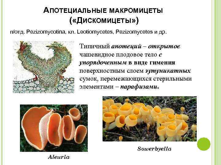 АПОТЕЦИАЛЬНЫЕ МАКРОМИЦЕТЫ ( «ДИСКОМИЦЕТЫ» ) п/отд. Pezizomycotina, кл. Leotiomycetes, Pezizomycetes и др. Типичный апотеций