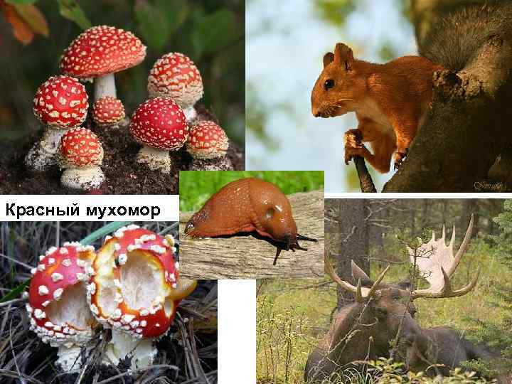 Красный мухомор 