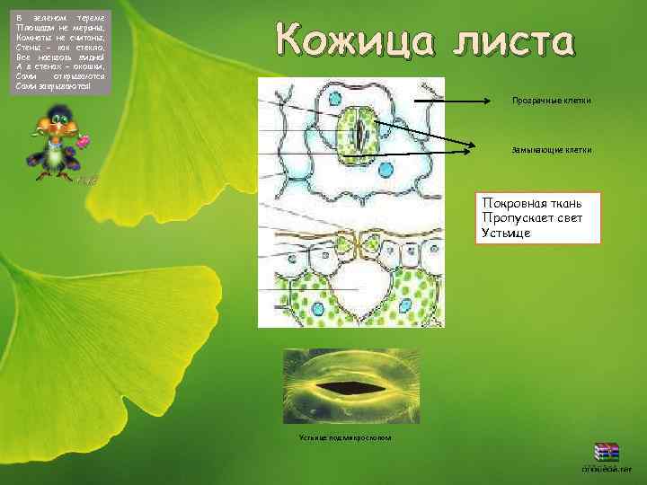 В зеленом тереме Площади не меряны, Комнаты не считаны, Стены – как стекло, Все