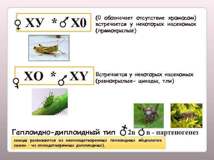 ХУ * Х 0 ХO * ХY (0 обозначает отсутствие хромосом) встречается у некоторых