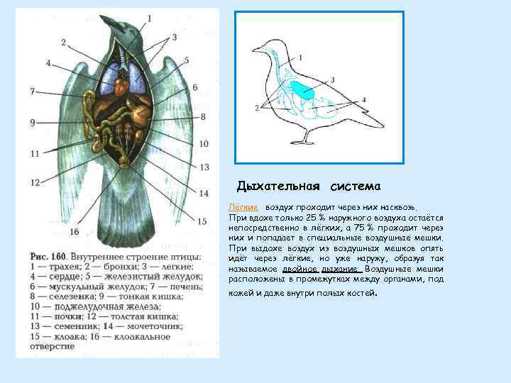 Дыхательная система Лёгкие воздух проходит через них насквозь. При вдохе только 25 % наружного