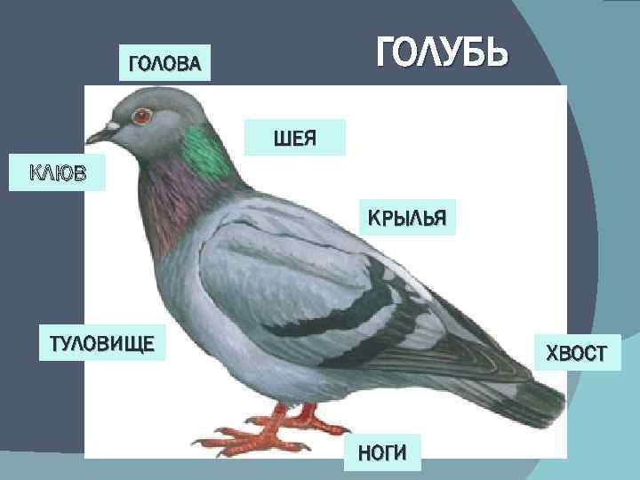 ГОЛУБЬ ГОЛОВА ШЕЯ КЛЮВ КРЫЛЬЯ ТУЛОВИЩЕ ХВОСТ НОГИ 