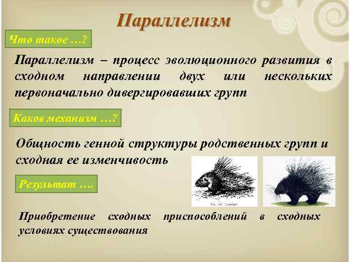 Параллелизм это. Параллелизм. Параллелизм примеры биология. Параллелизм в эволюции. Параллелизм в эволюции примеры.