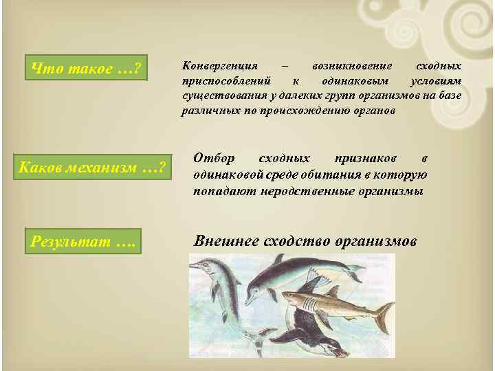 Что такое …? Каков механизм …? Результат …. Конвергенция – возникновение сходных приспособлений к