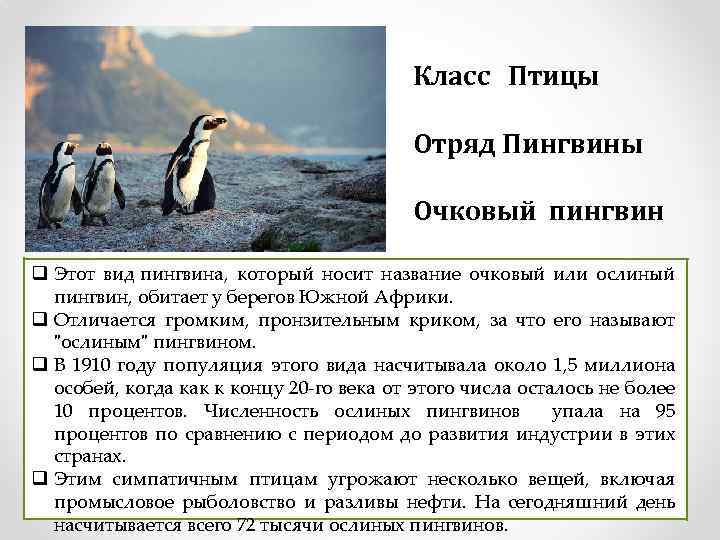 Класс Птицы Отряд Пингвины Очковый пингвин q Этот вид пингвина, который носит название очковый